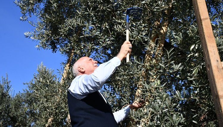 Zeytin üretimi, tarihi rekora koşuyor!