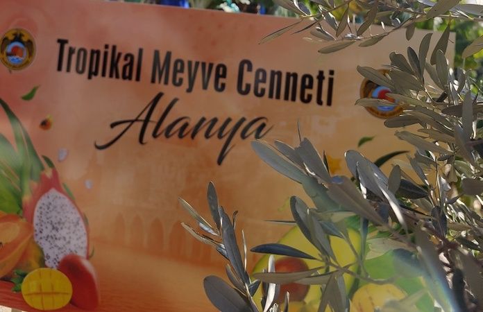 Tropik meyve başkenti: Alanya