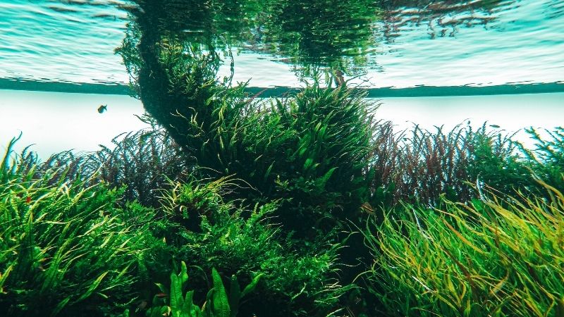 Bazı deniz ürünleri, hafıza kaybına yol açabilen algler içerebilir